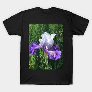 Blue and Purple Iris T-Shirt